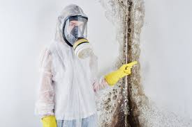 Why You Should Choose Our Mold Remediation Services in Pensacola, FL